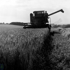 Harvesting, Settrington